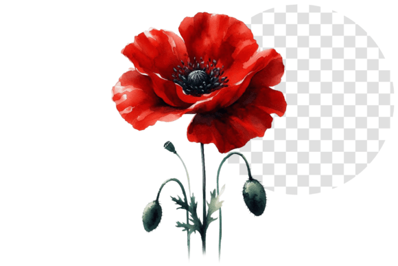 Download Poppify Watercolor Red Poppy Clipart - Red poppy Collection