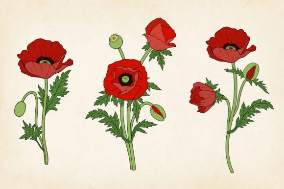Download Red Poppy SVG &amp; EPS Vector Set - Red poppy Collection